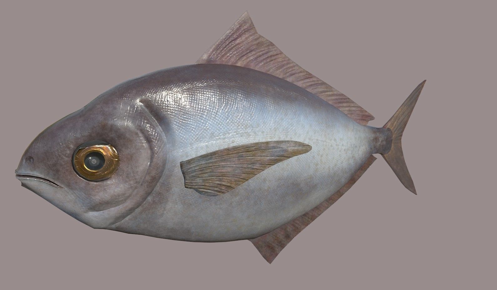 ButterFish fish Low-poly 3D model_11