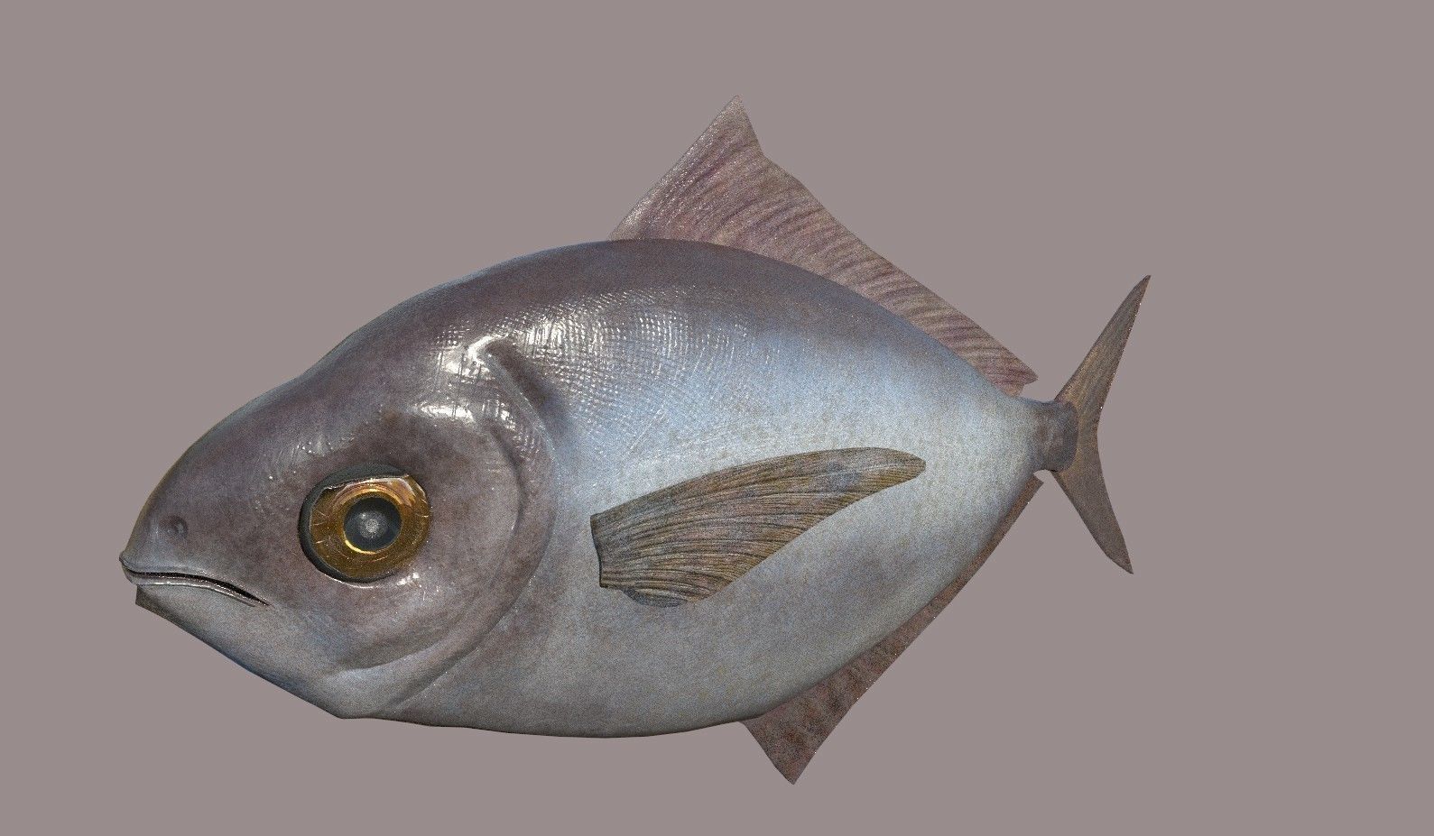ButterFish fish Low-poly 3D model_8