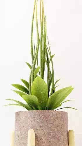 PBR House plant with terrazzo marble and wood