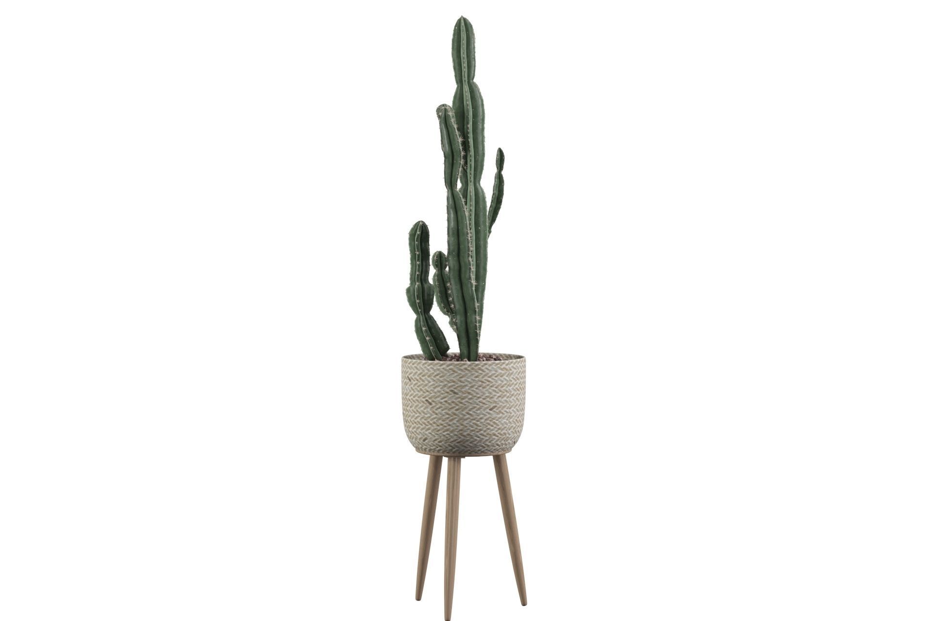 Euphorbia candelabrum 2 cactus 3D model_8