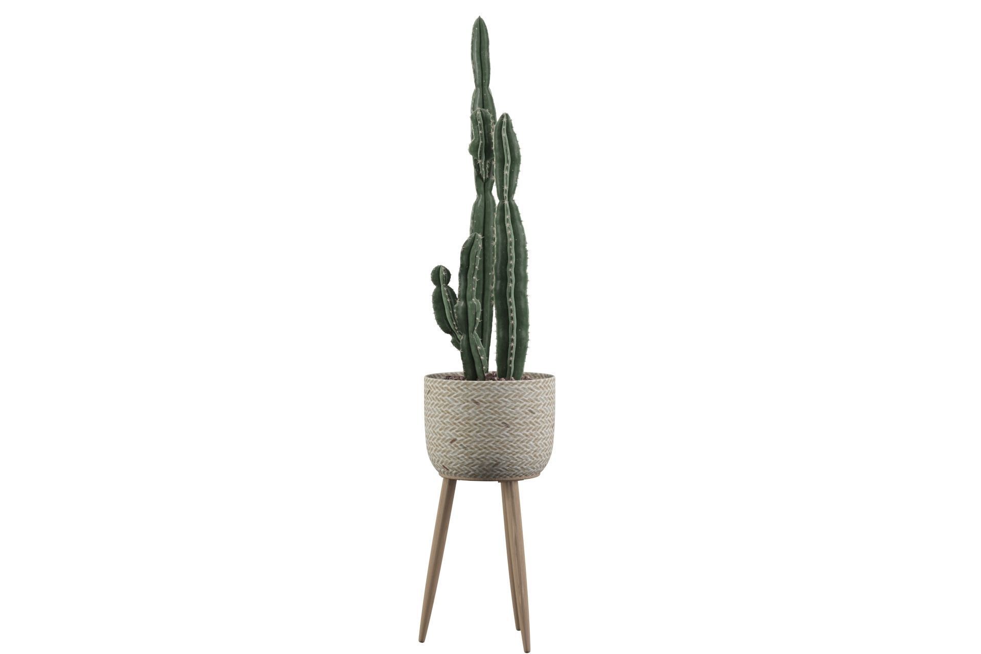 Euphorbia candelabrum 2 cactus 3D model_20