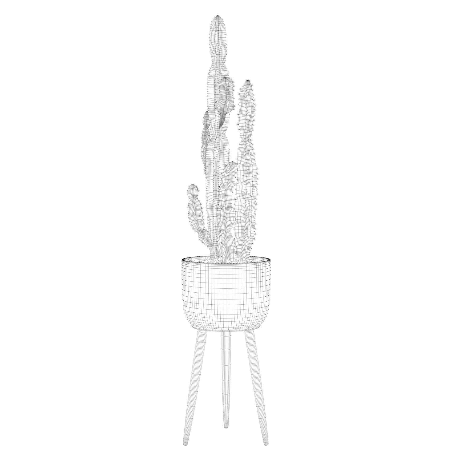 Euphorbia candelabrum 2 cactus 3D model_4