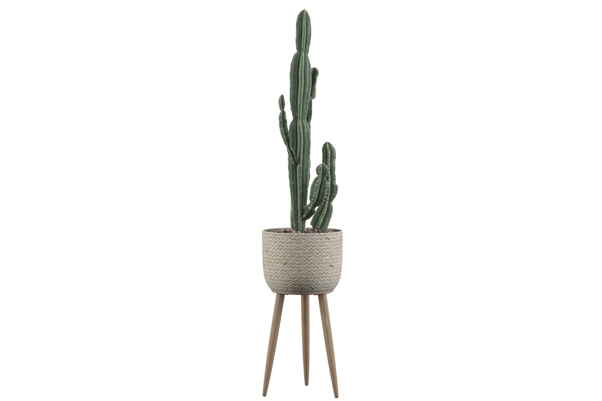 Euphorbia candelabrum 2 cactus 3D model_36