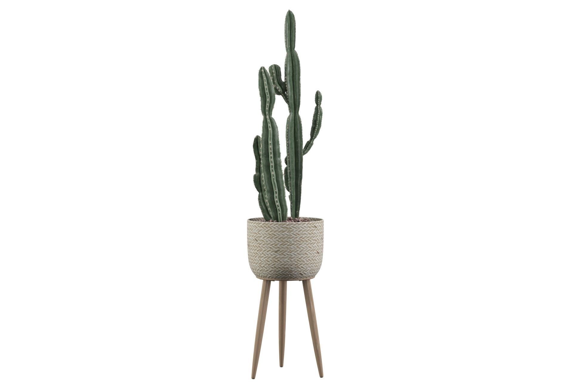 Euphorbia candelabrum 2 cactus 3D model_10