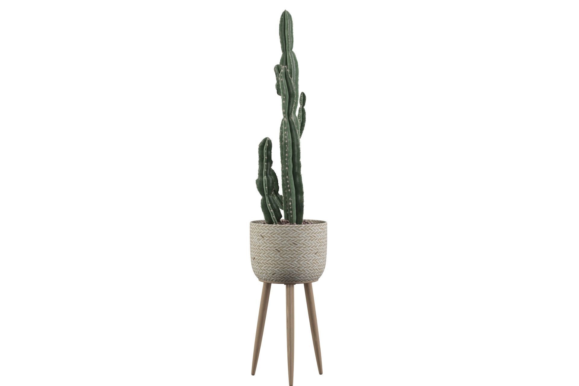Euphorbia candelabrum 2 cactus 3D model_39