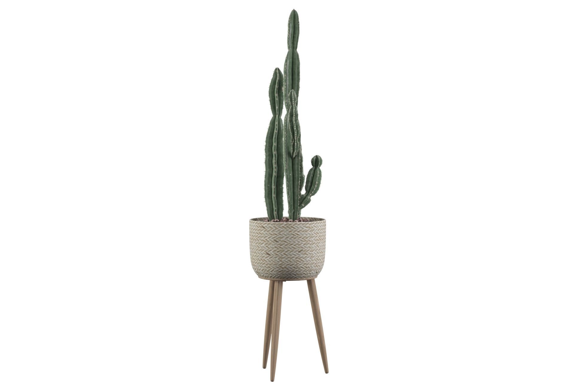 Euphorbia candelabrum 2 cactus 3D model_9