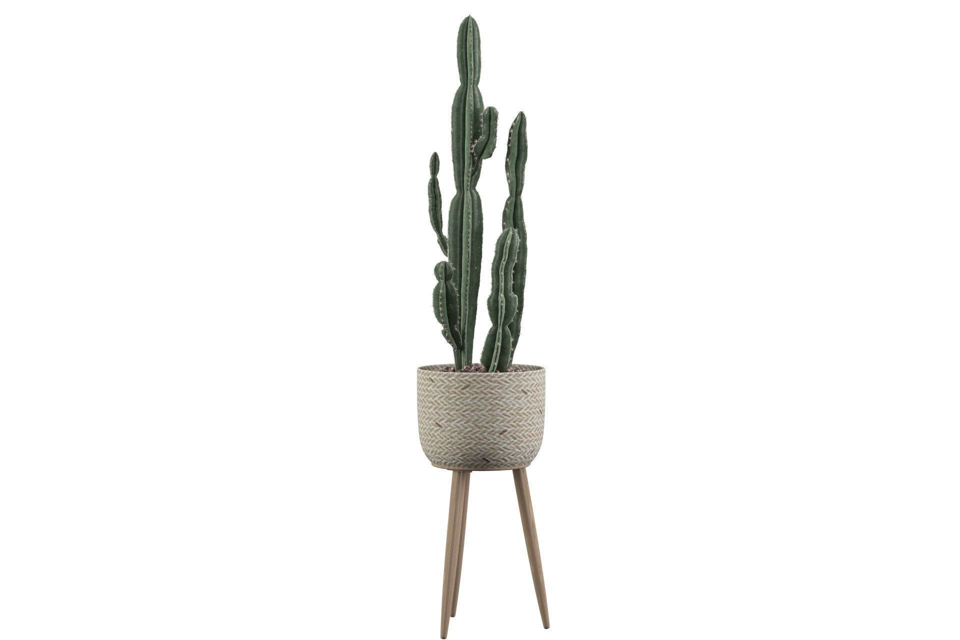 Euphorbia candelabrum 2 cactus 3D model_21