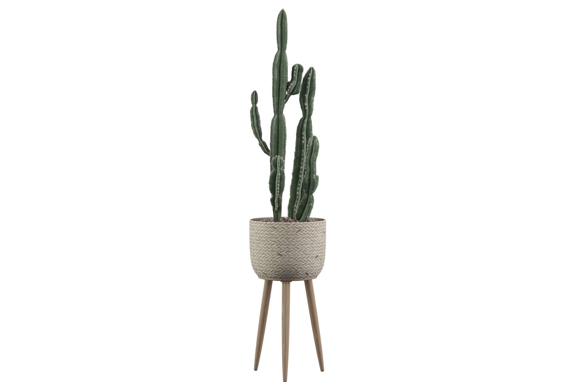 Euphorbia candelabrum 2 cactus 3D model_25