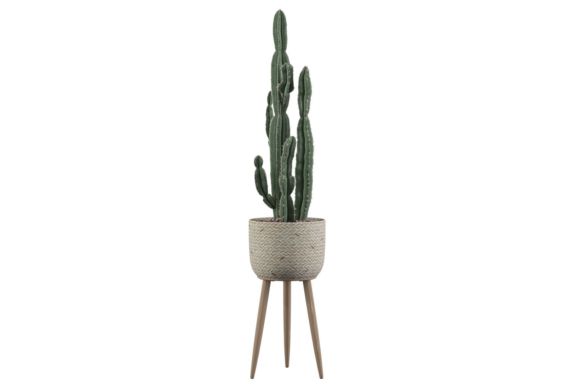 Euphorbia candelabrum 2 cactus 3D model_7