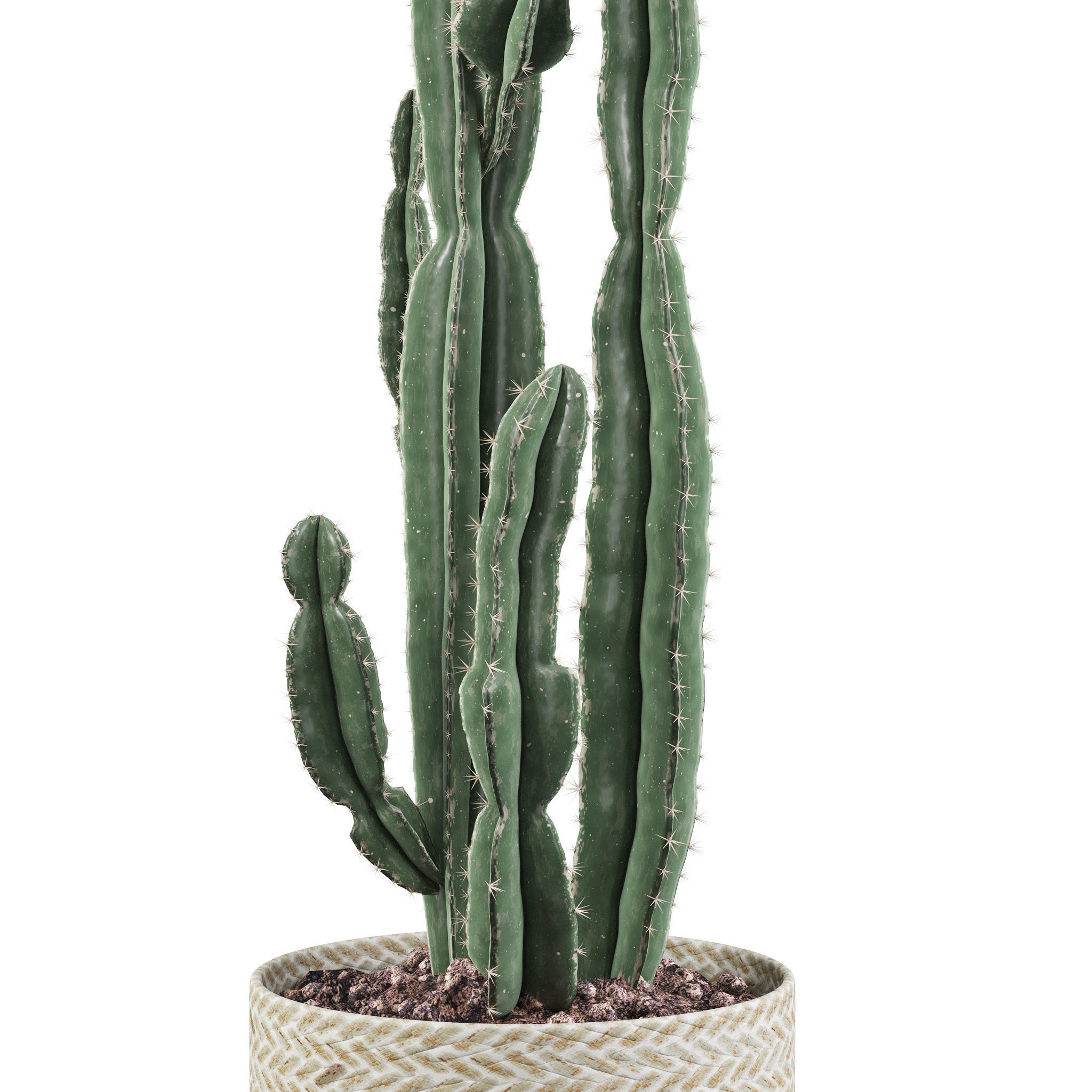 Euphorbia candelabrum 2 cactus 3D model_2