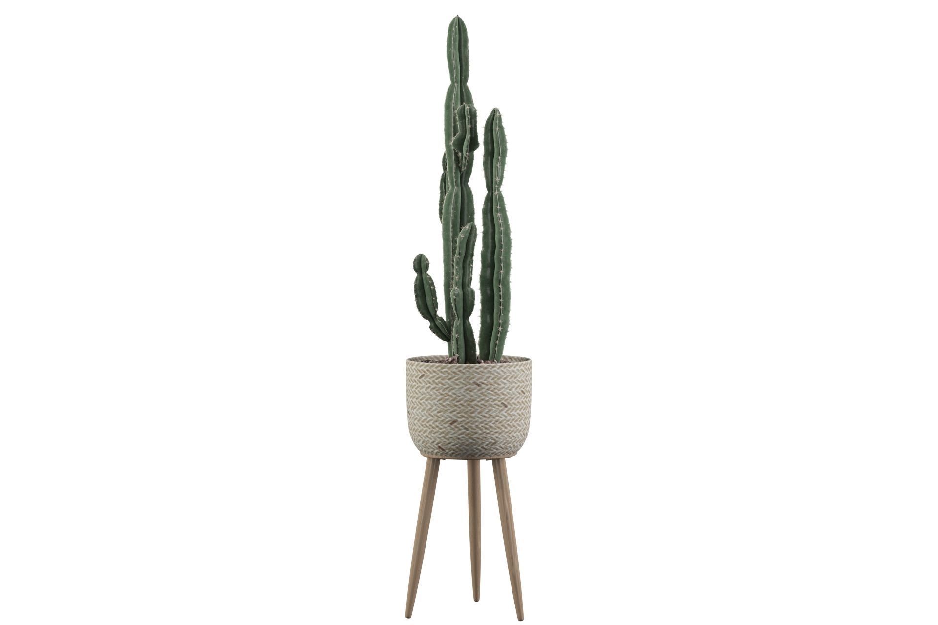Euphorbia candelabrum 2 cactus 3D model_13