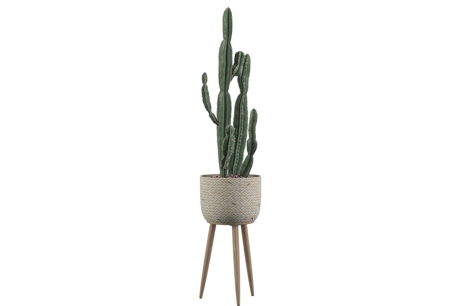Euphorbia candelabrum 2 cactus 3D model_29