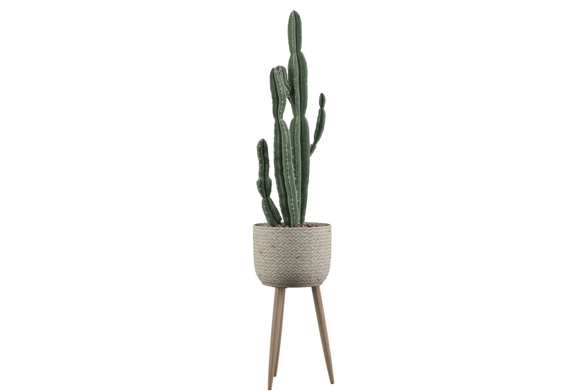 Euphorbia candelabrum 2 cactus 3D model_11