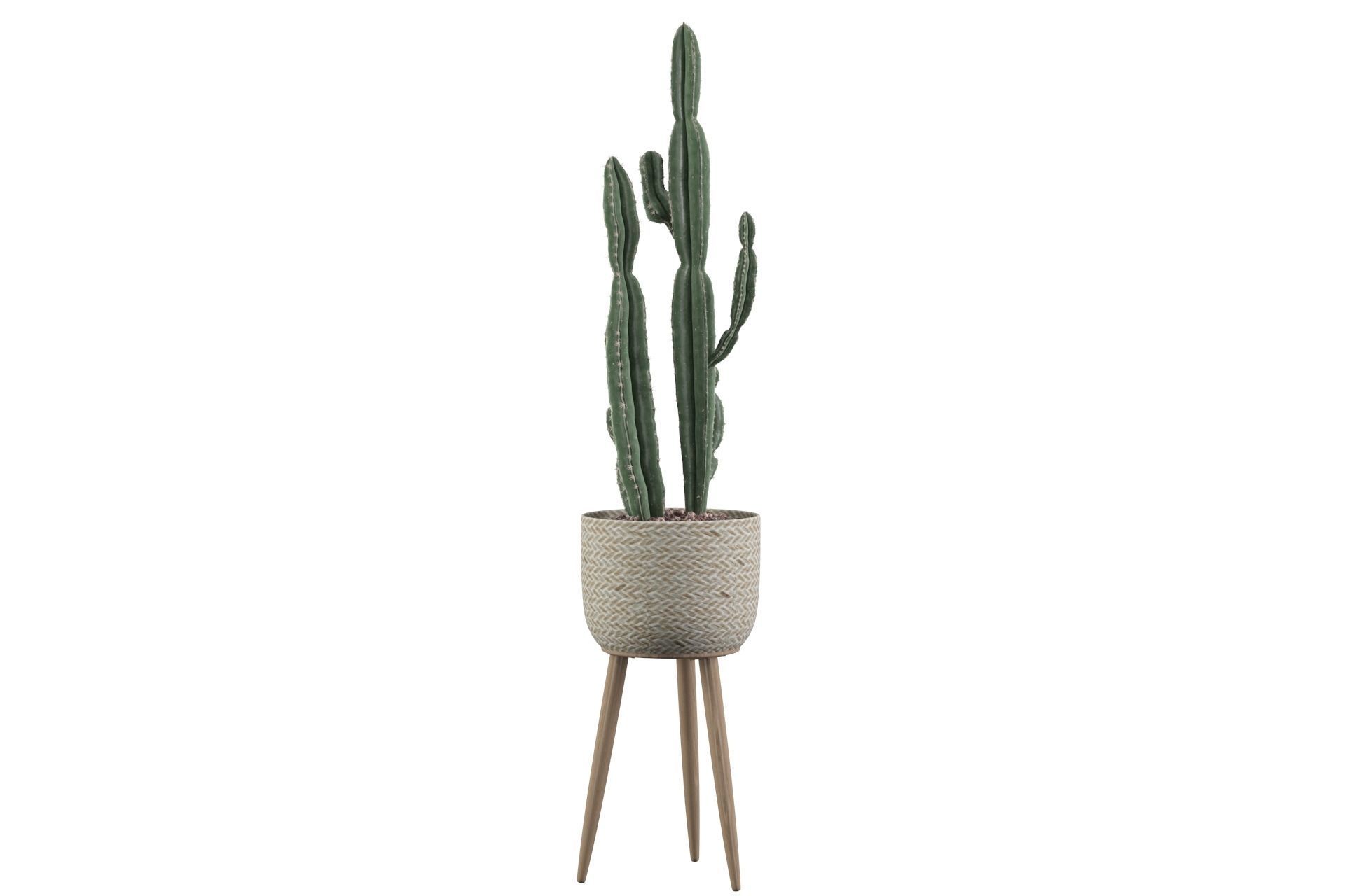 Euphorbia candelabrum 2 cactus 3D model_24