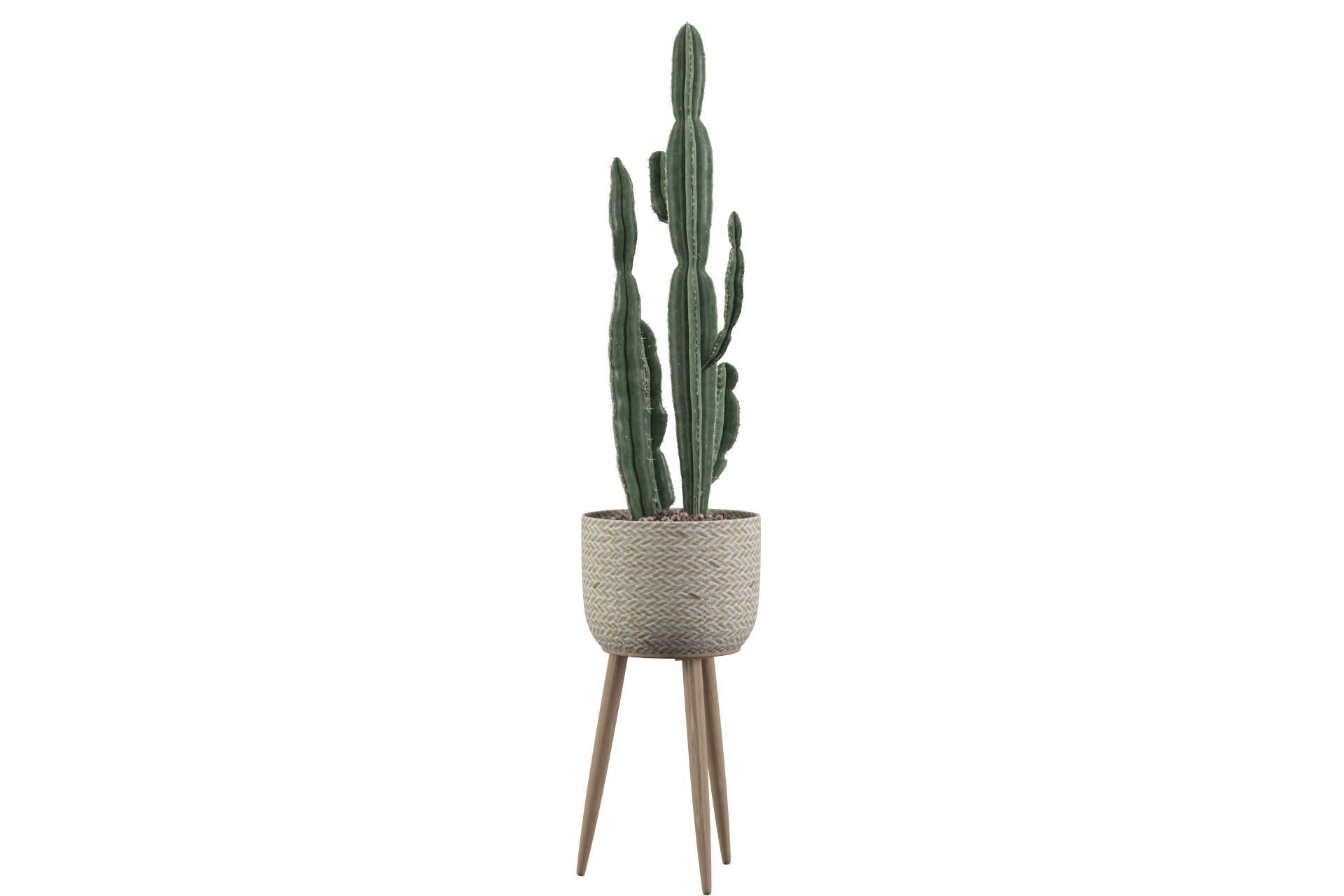 Euphorbia candelabrum 2 cactus 3D model_16