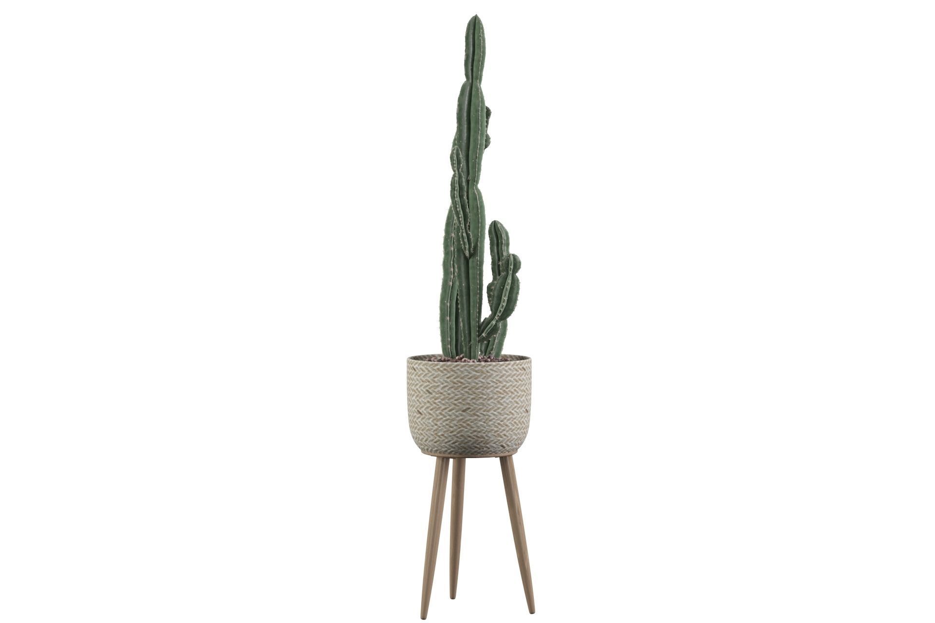 Euphorbia candelabrum 2 cactus 3D model_40