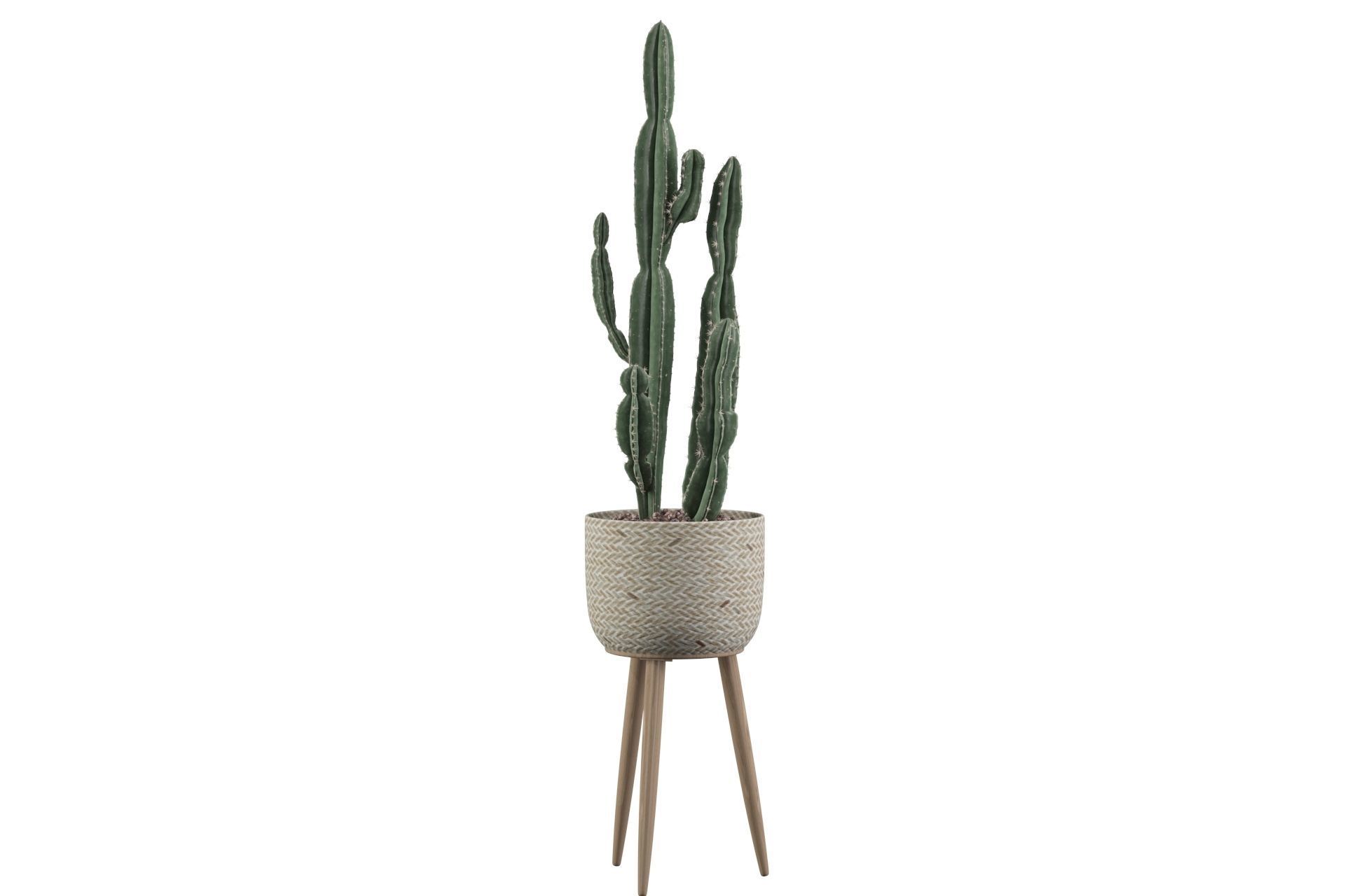 Euphorbia candelabrum 2 cactus 3D model_35