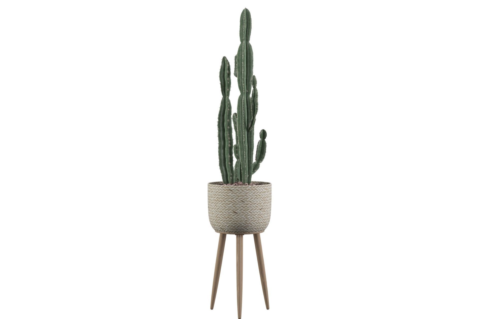 Euphorbia candelabrum 2 cactus 3D model_38
