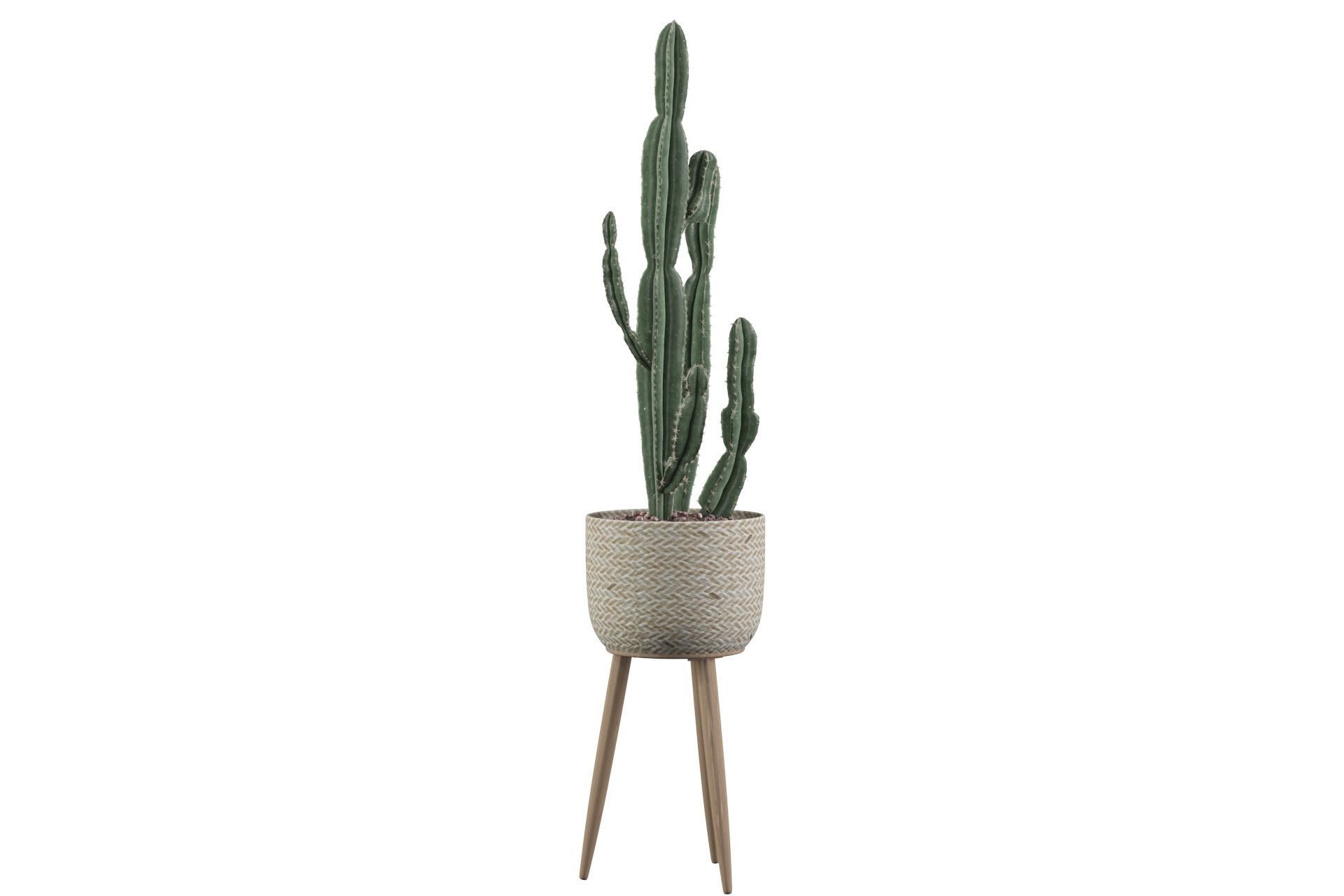 Euphorbia candelabrum 2 cactus 3D model_34