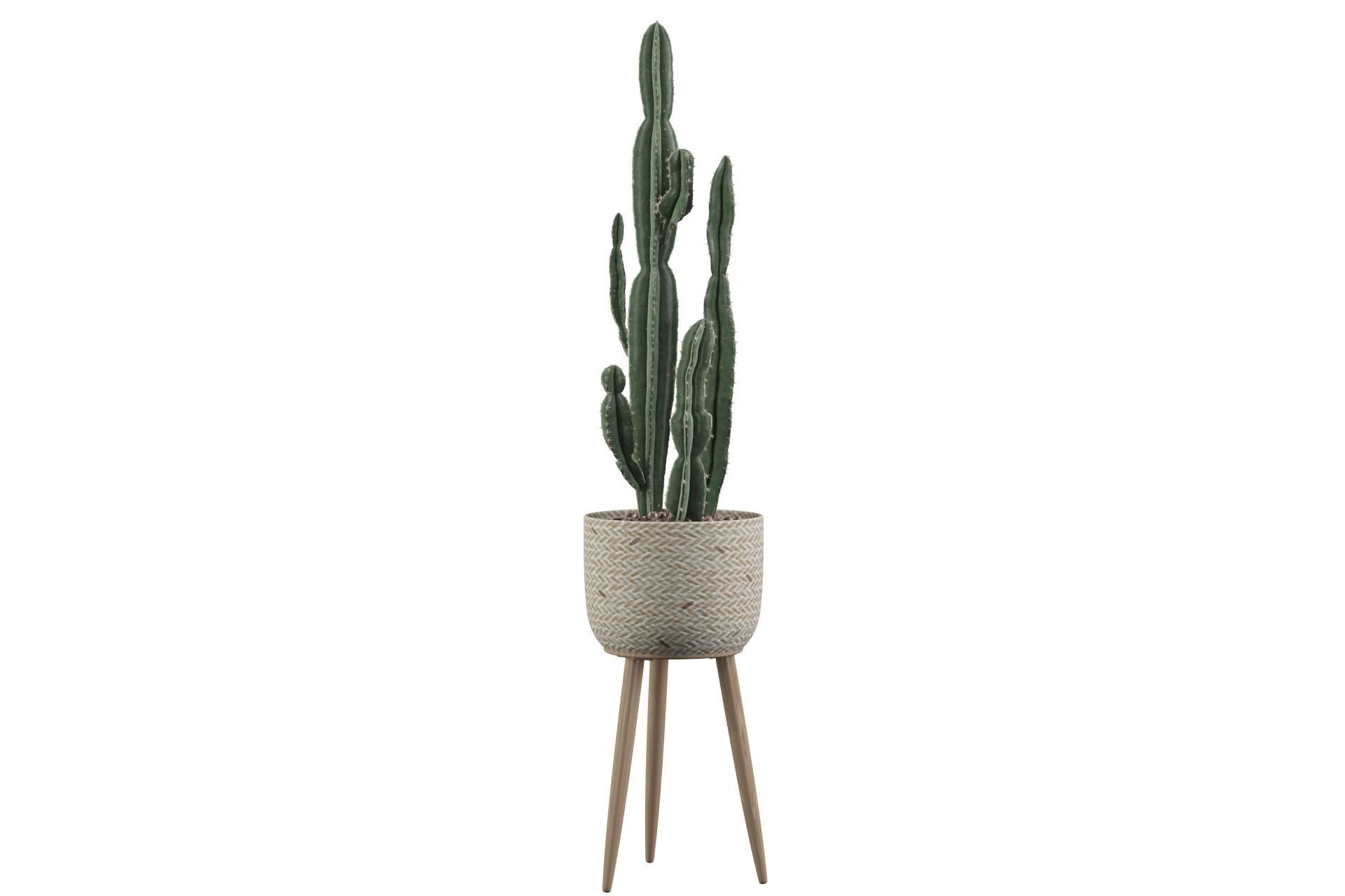 Euphorbia candelabrum 2 cactus 3D model_32