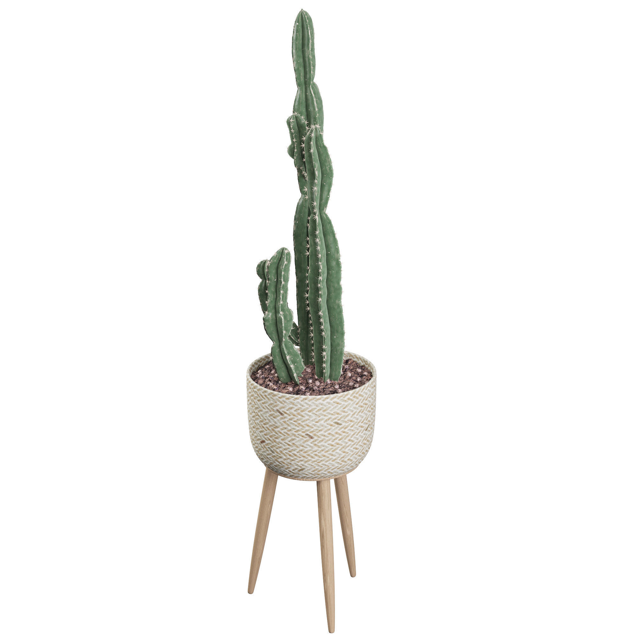 Euphorbia candelabrum 2 cactus 3D model_37