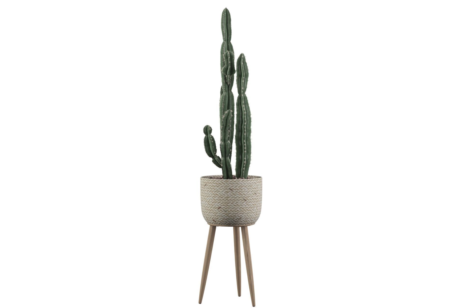 Euphorbia candelabrum 2 cactus 3D model_27