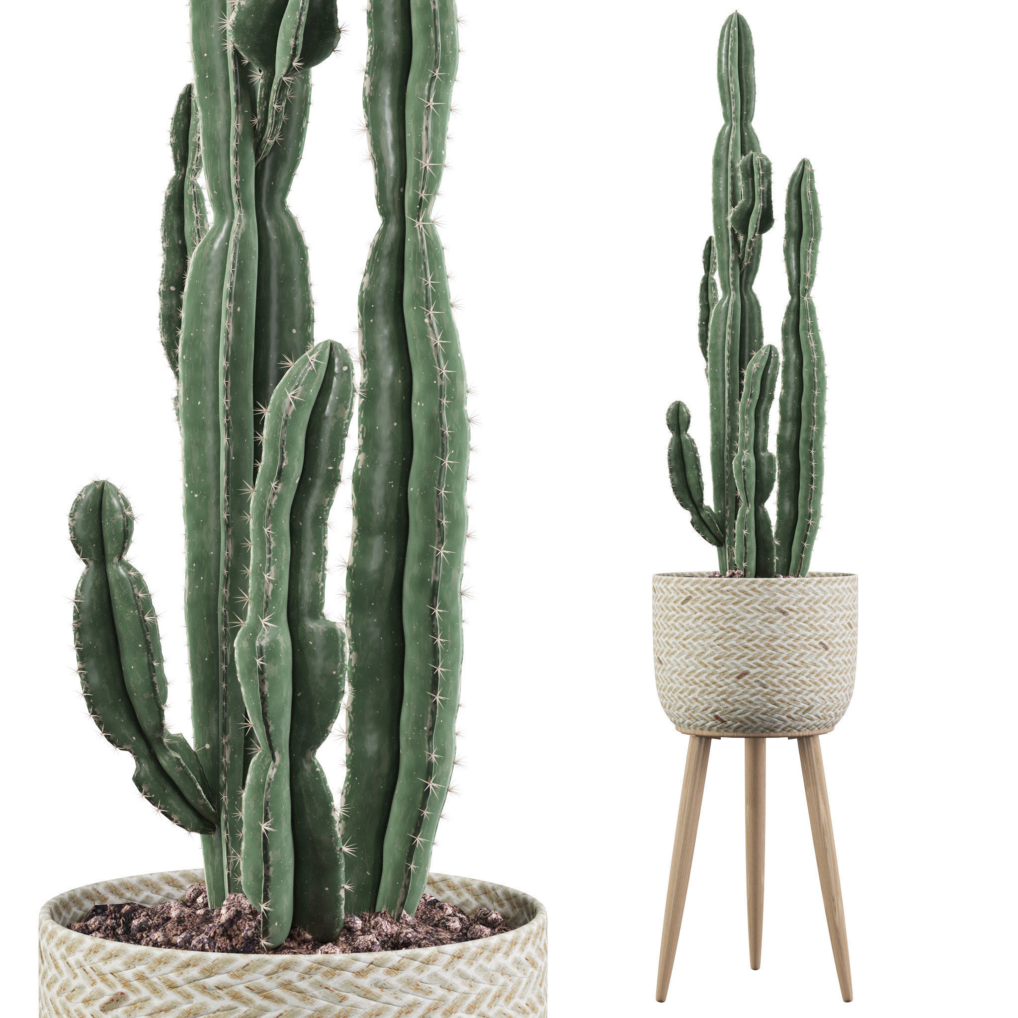 Euphorbia candelabrum 2 cactus 3D model_15