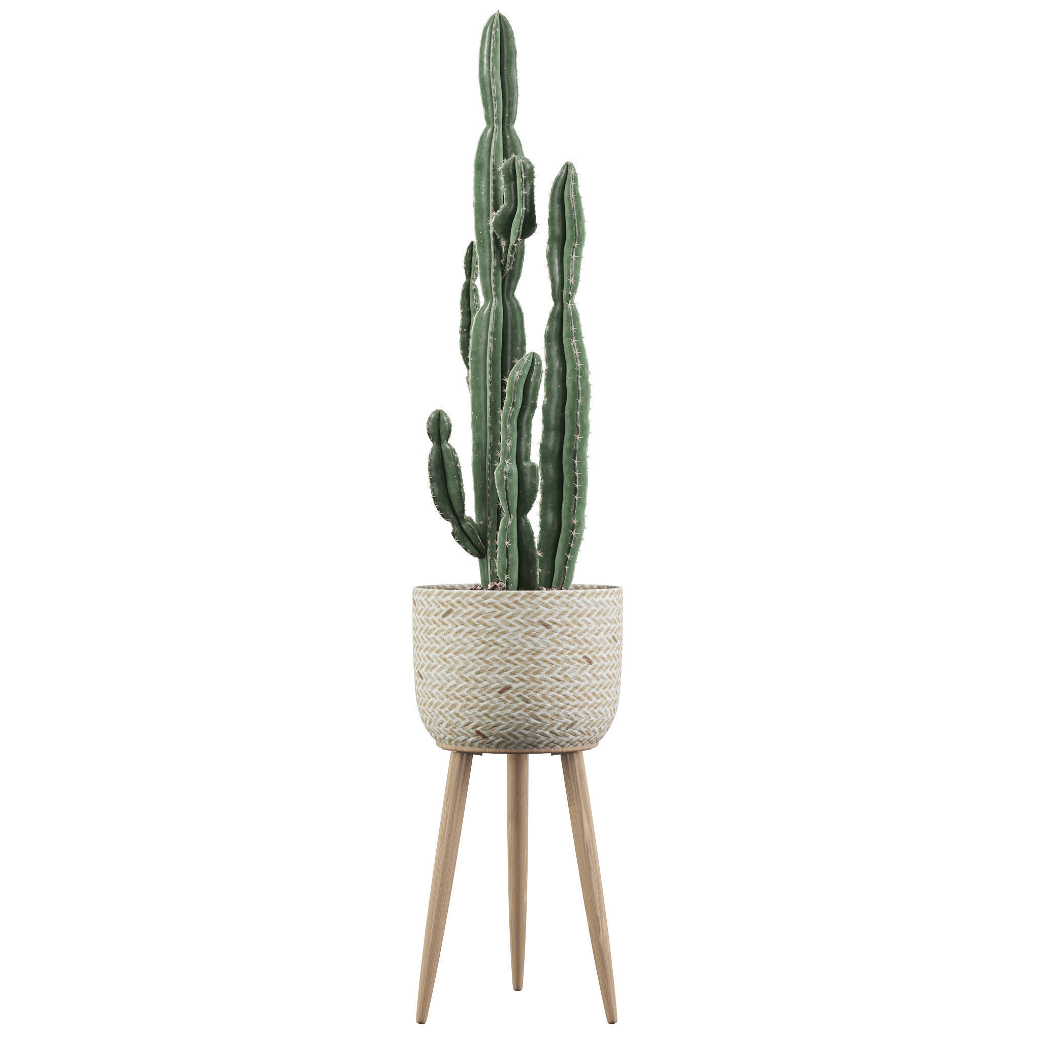Euphorbia candelabrum 2 cactus 3D model_3