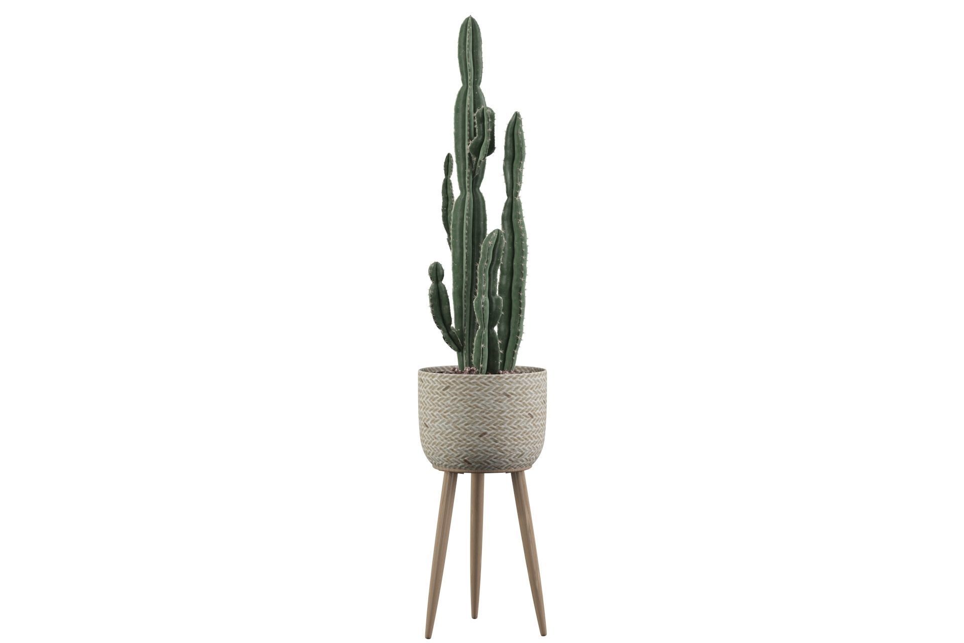 Euphorbia candelabrum 2 cactus 3D model_22