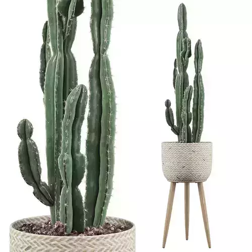 Euphorbia candelabrum 2 cactus 3D model