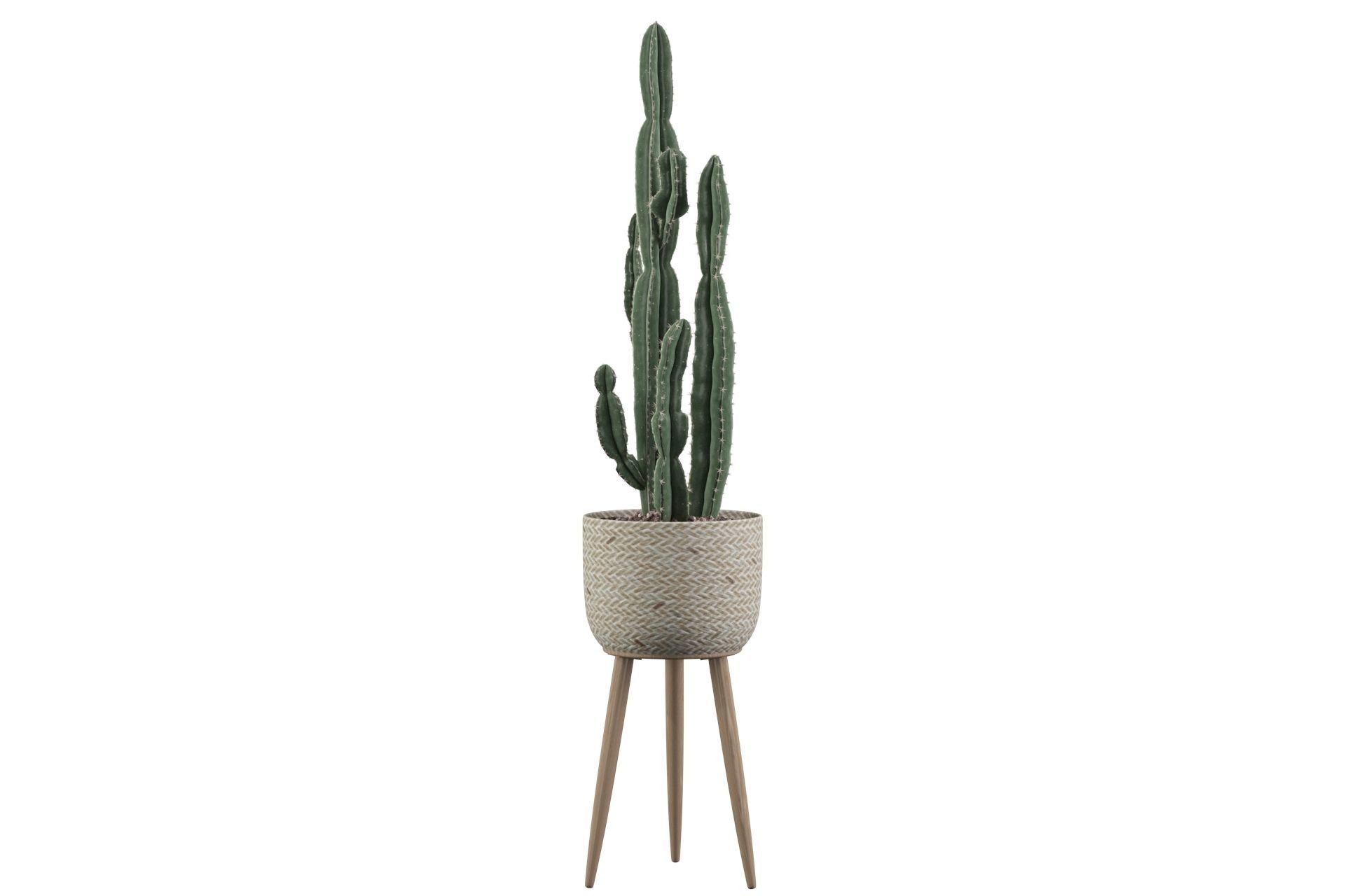 Euphorbia candelabrum 2 cactus 3D model_12