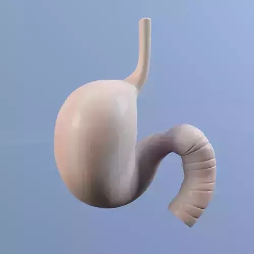 Stomach MAX 2011 3D model