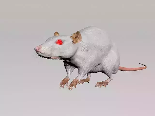  laboratory rat low poly