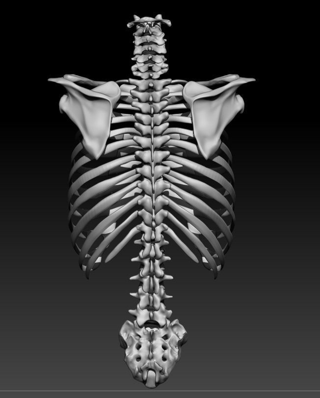 Skeleton - Ribcage 3D model_2