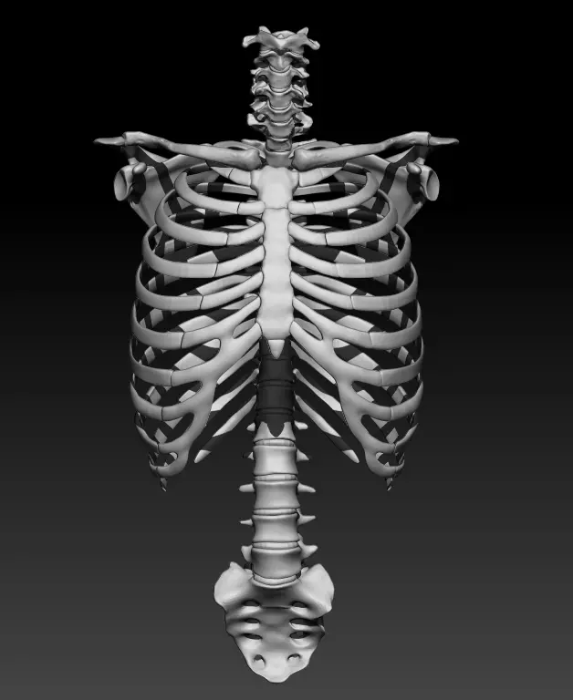 Skeleton - Ribcage 3D model_0