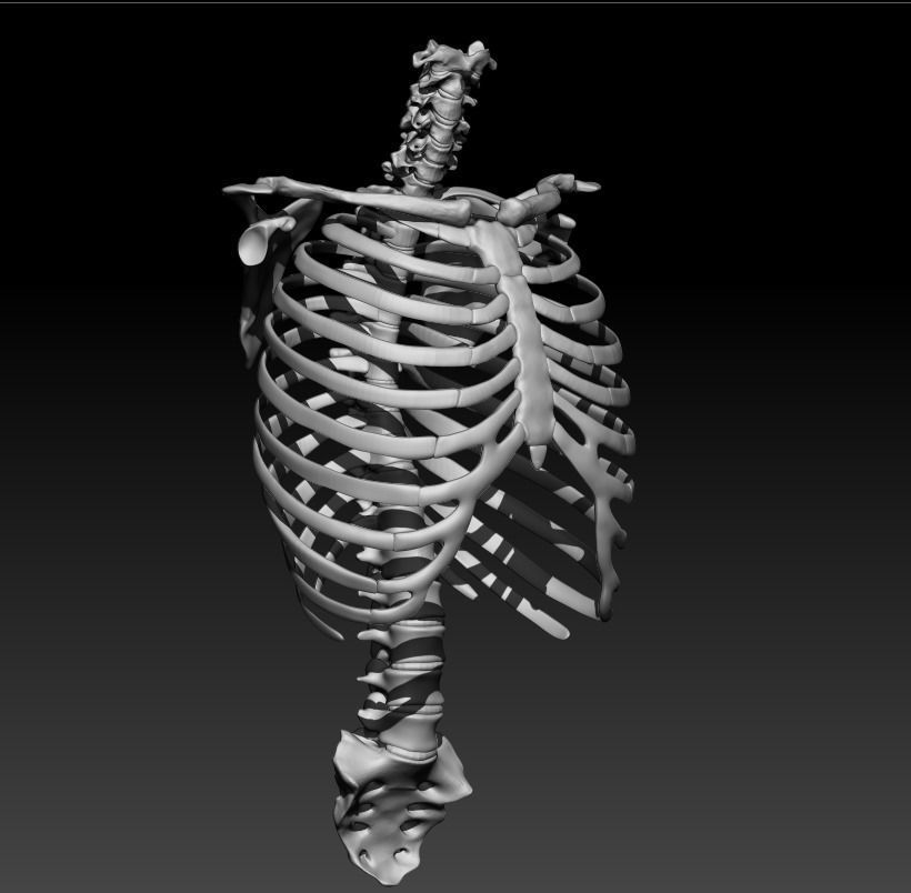 Skeleton - Ribcage 3D model_3