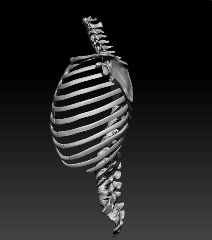 Skeleton - Ribcage 3D model_1