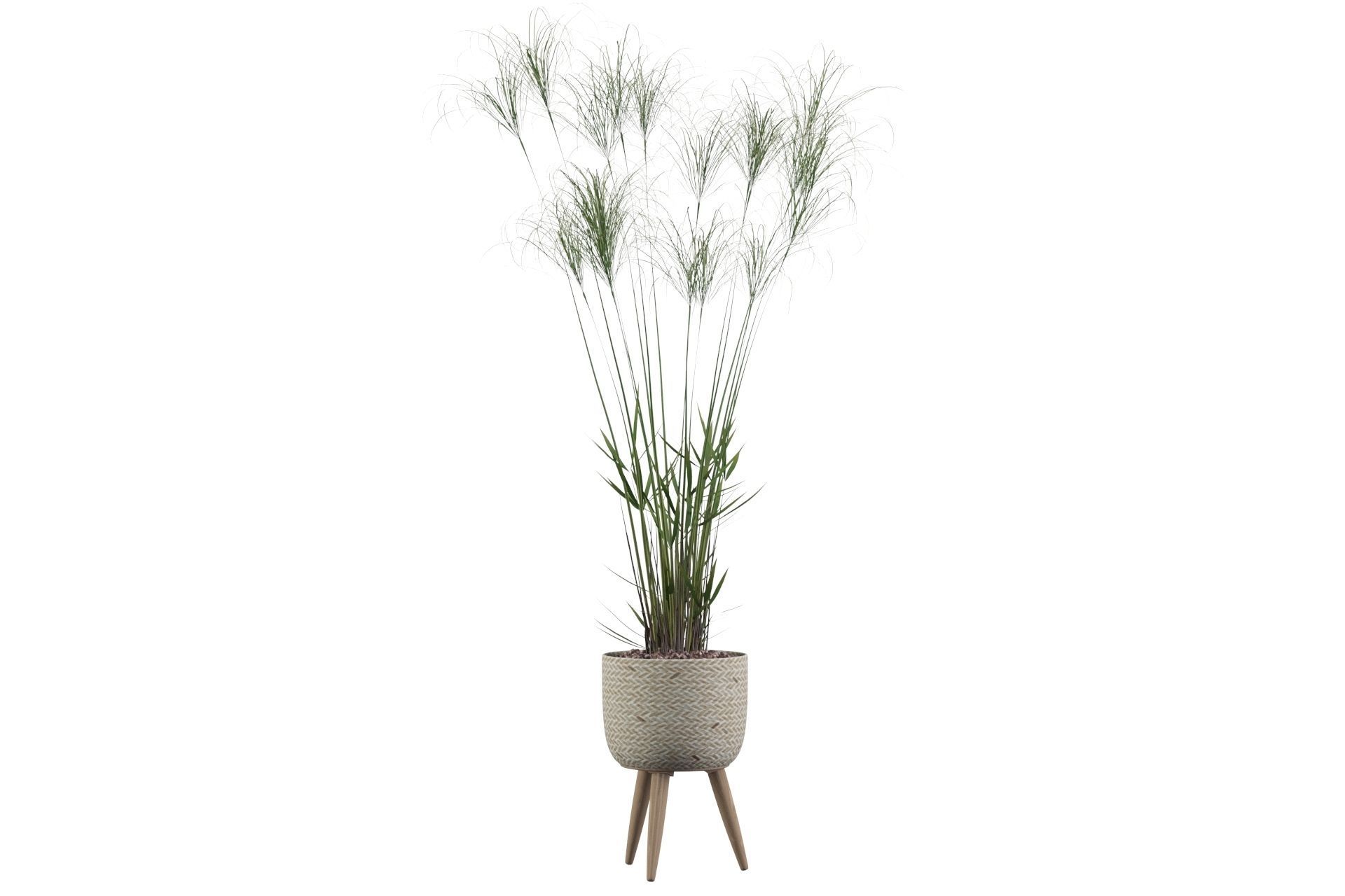 Cyperus Nofretete 01 3D model_19