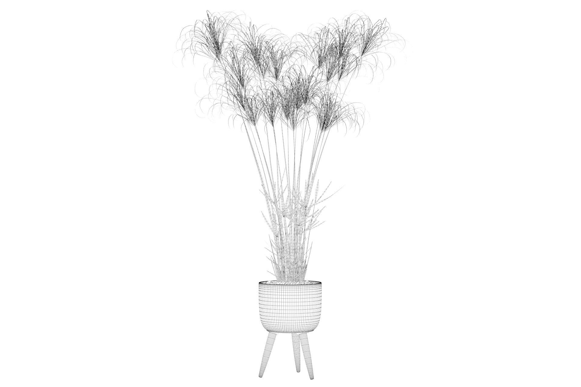 Cyperus Nofretete 01 3D model_37