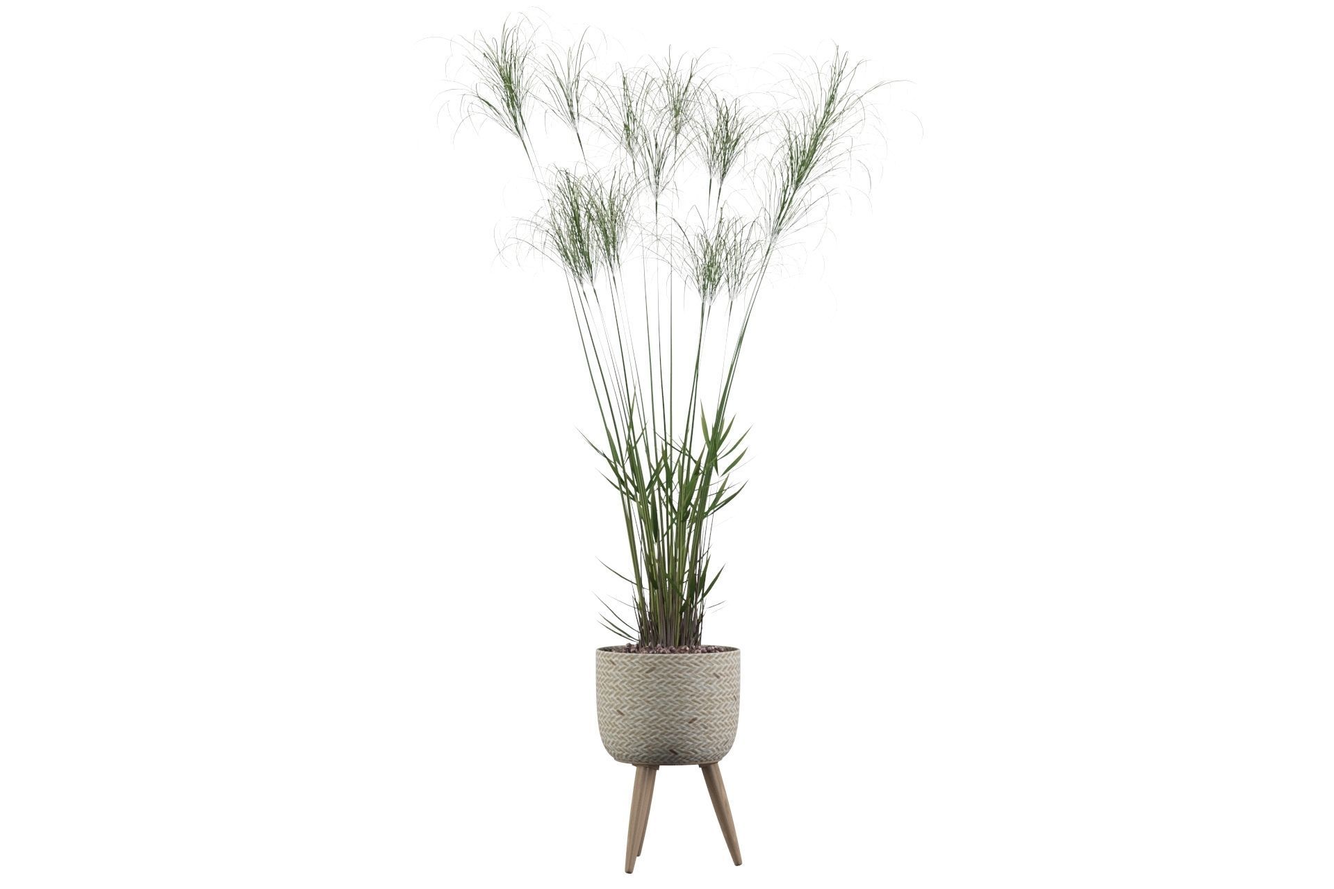 Cyperus Nofretete 01 3D model_35