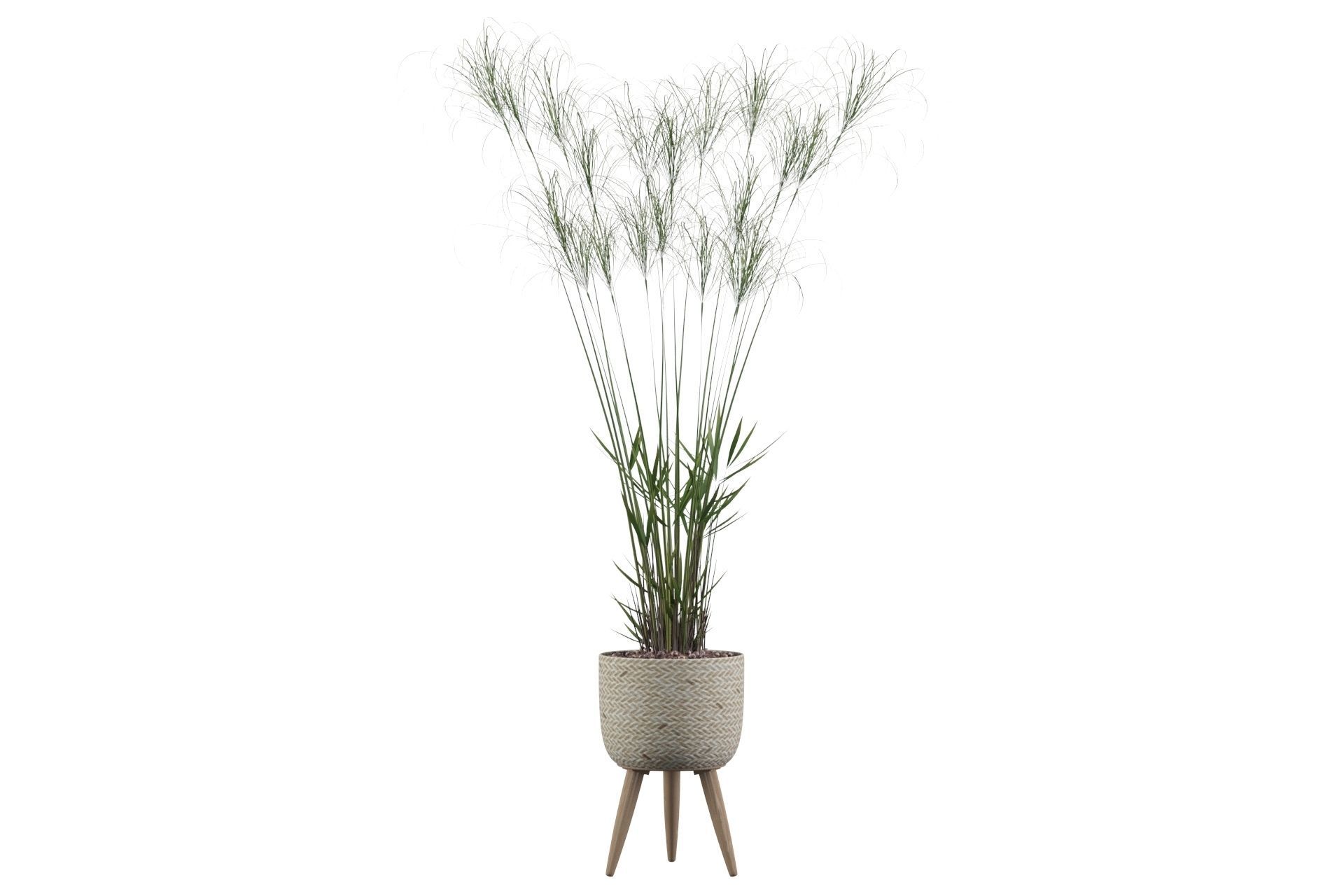 Cyperus Nofretete 01 3D model_47