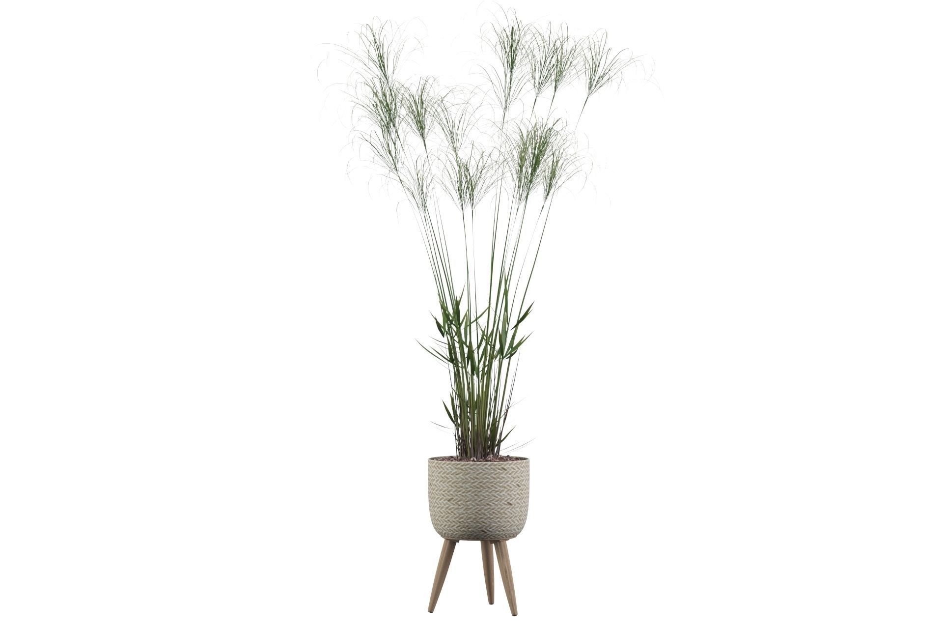Cyperus Nofretete 01 3D model_43