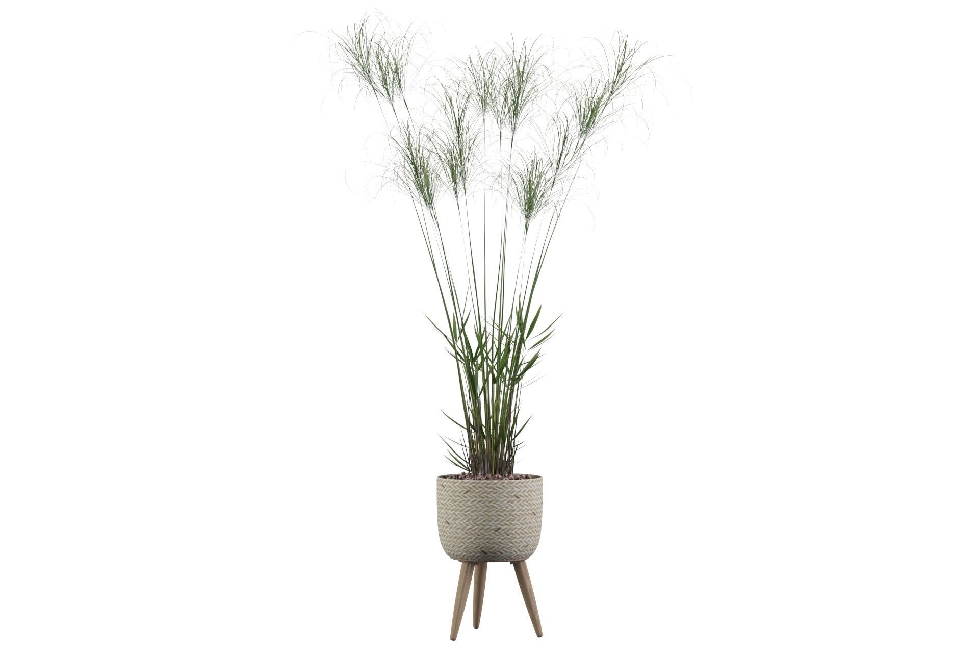 Cyperus Nofretete 01 3D model_11