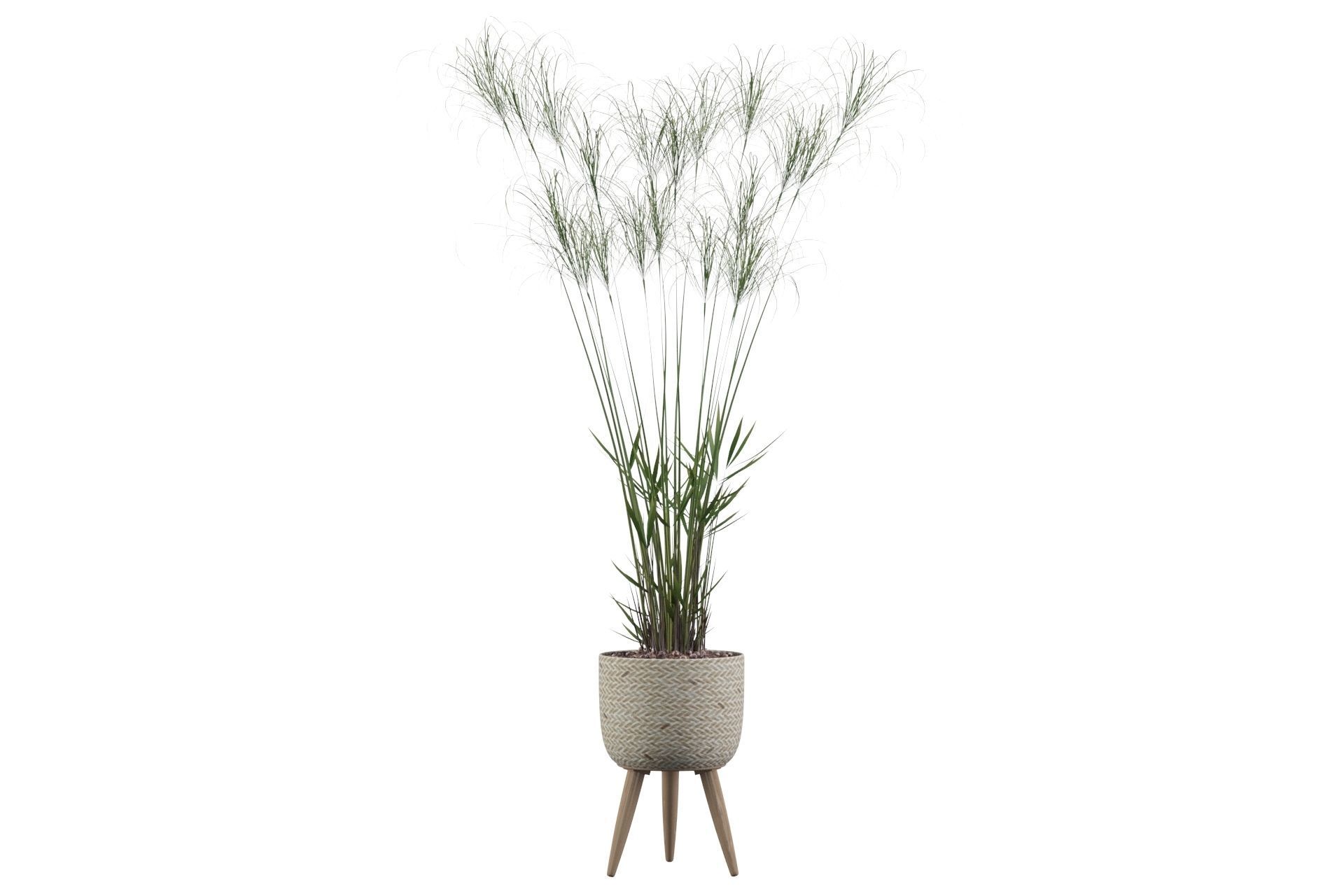 Cyperus Nofretete 01 3D model_30