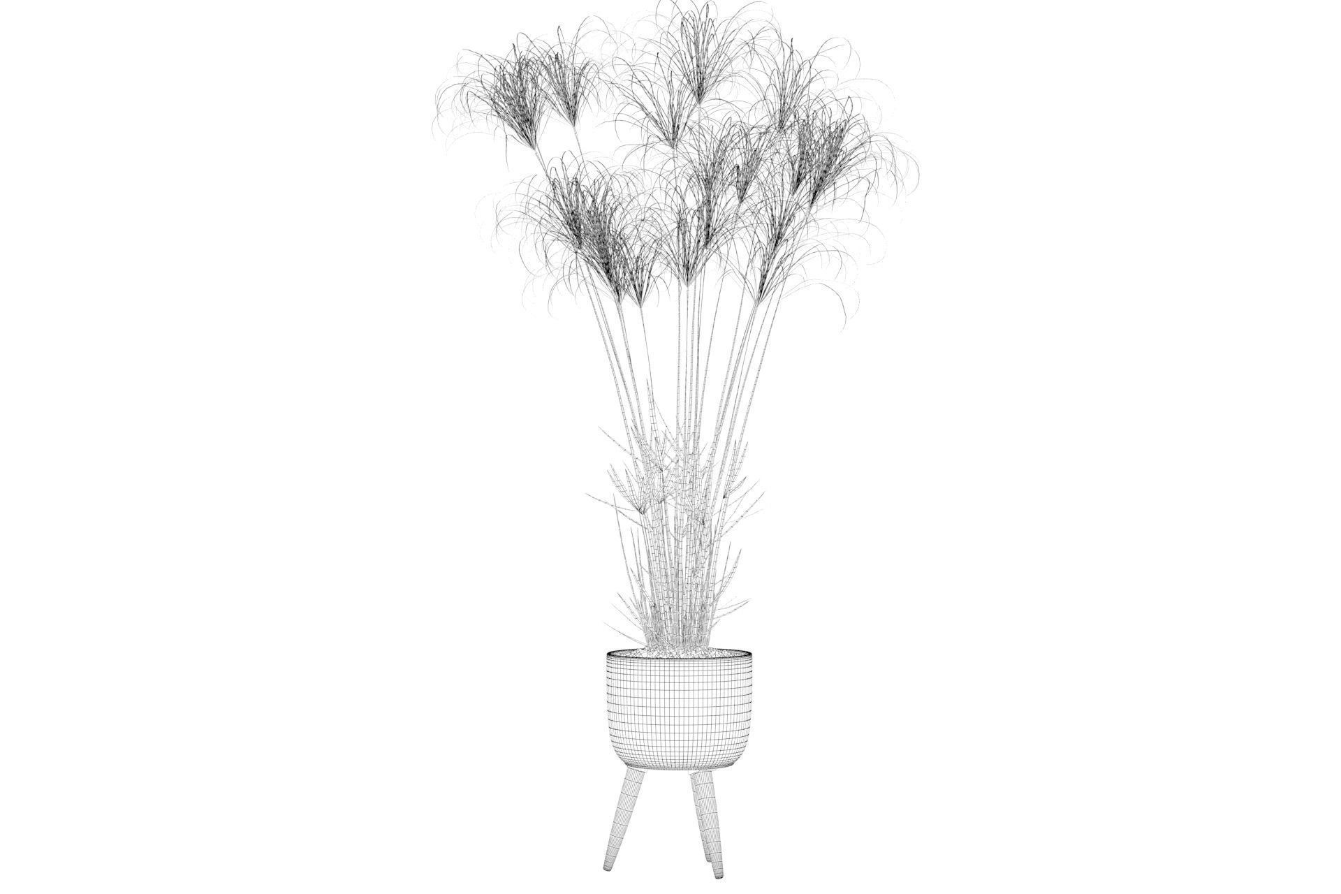 Cyperus Nofretete 01 3D model_4