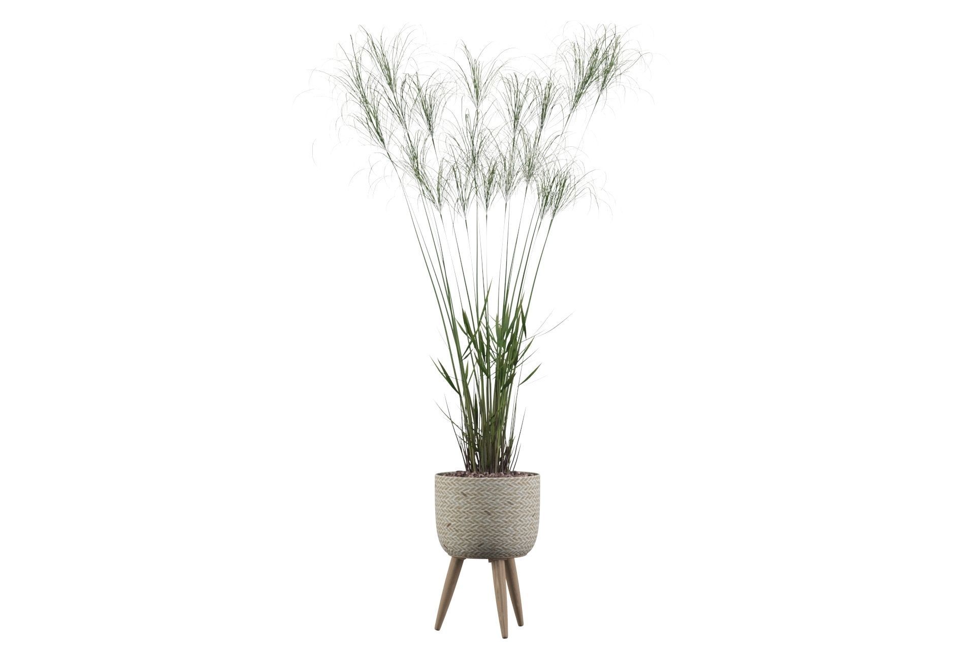 Cyperus Nofretete 01 3D model_9