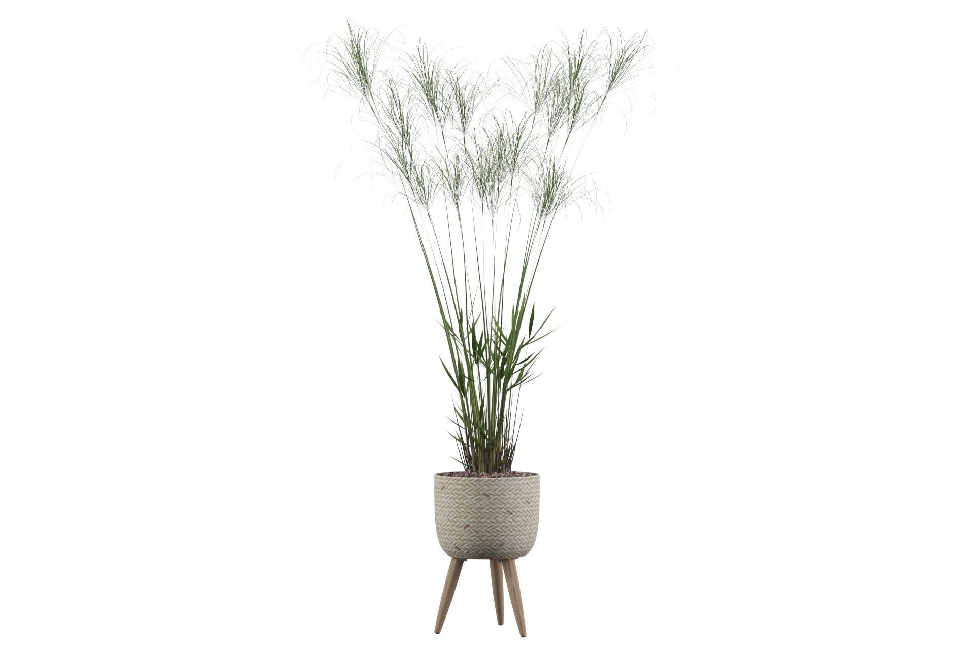 Cyperus Nofretete 01 3D model_32