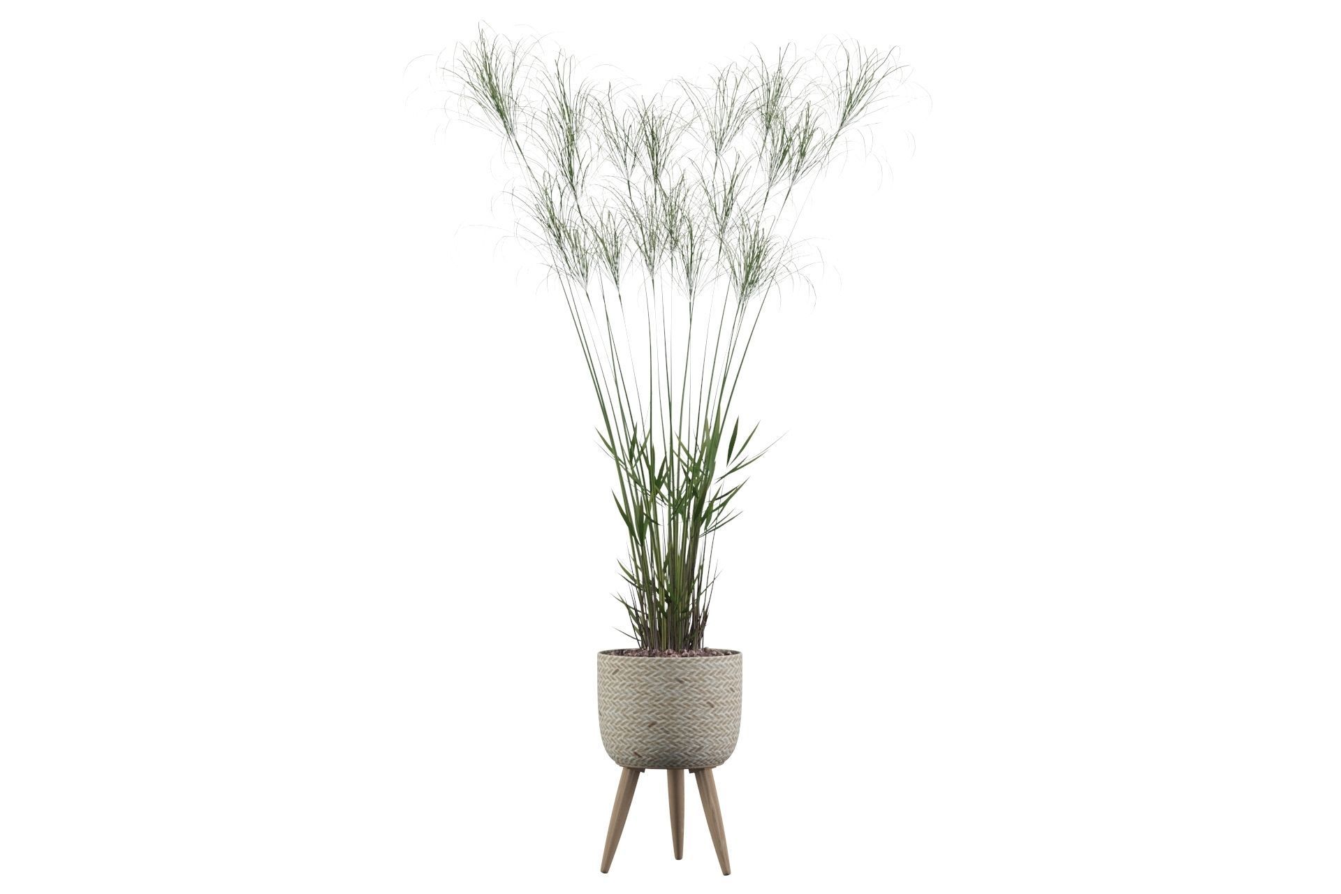 Cyperus Nofretete 01 3D model_44