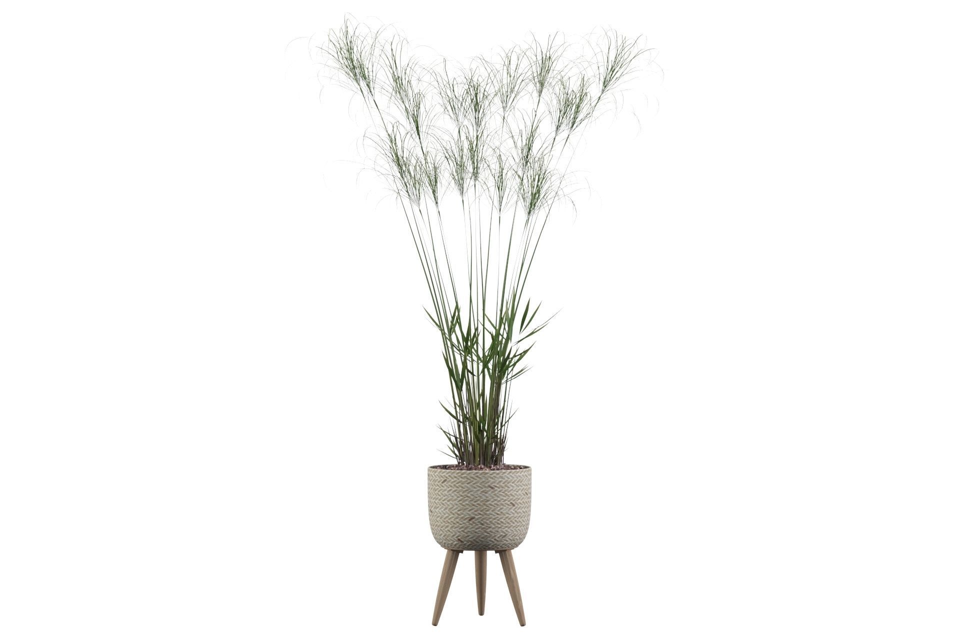 Cyperus Nofretete 01 3D model_13