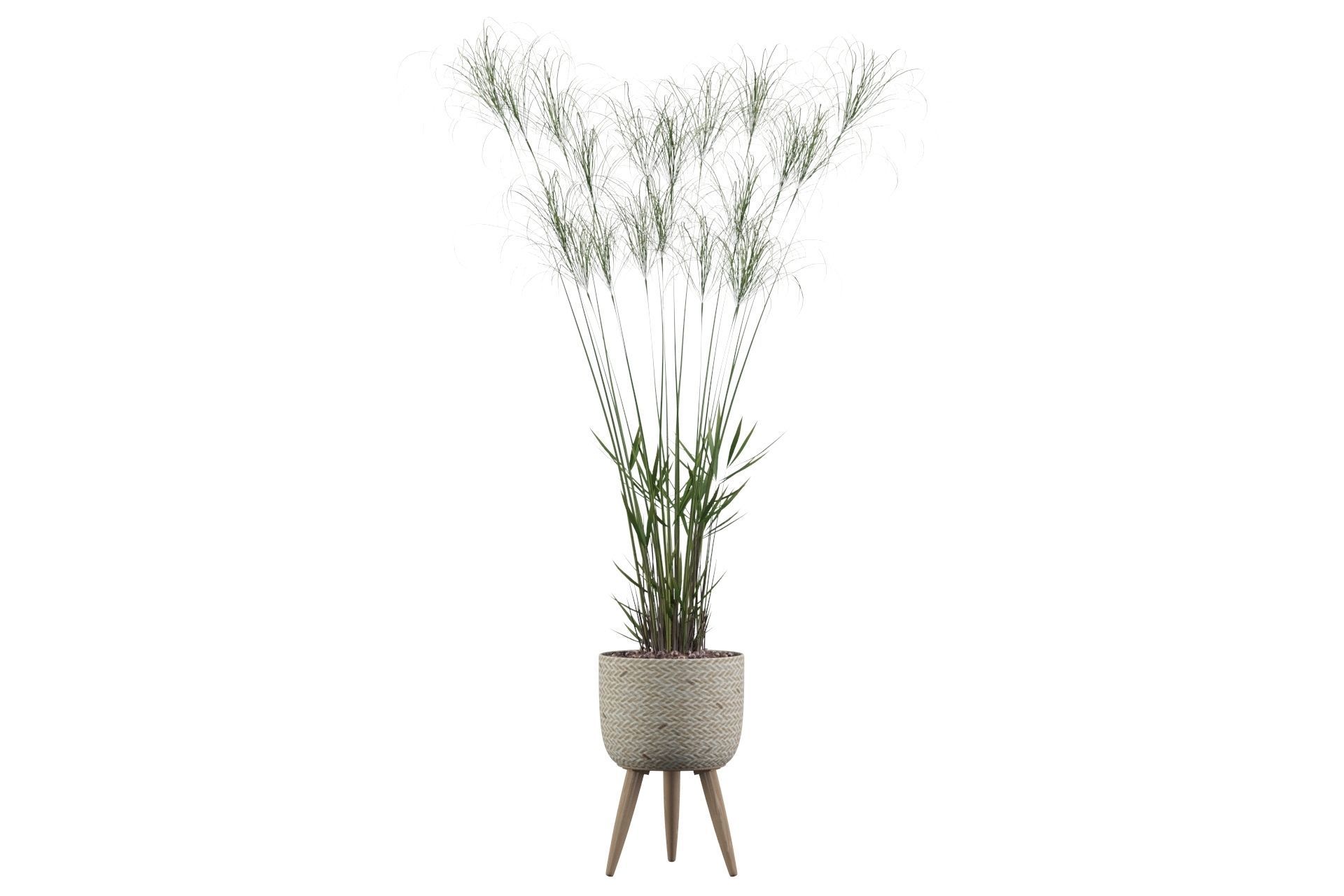 Cyperus Nofretete 01 3D model_7